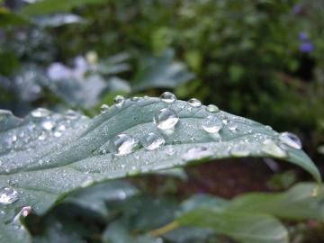 雨上がり・・・