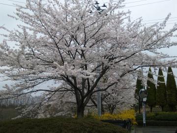 2012.4.25桜
