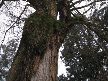 かなりの樹齢で大枝が垂乳根