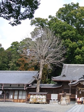 神社にはほんと大きな木が多いね！