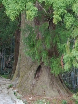それにしてもとても大きな木です！