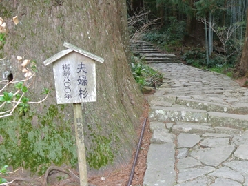 大門坂の夫婦杉…樹齢800年…ほぅ。