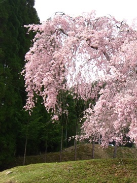 わんと枝垂れる桜の枝が風でゆらゆら