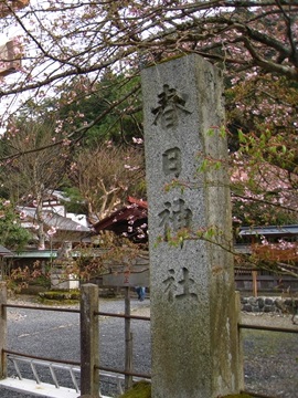 春日神社は両側に桜の木が植えられています。