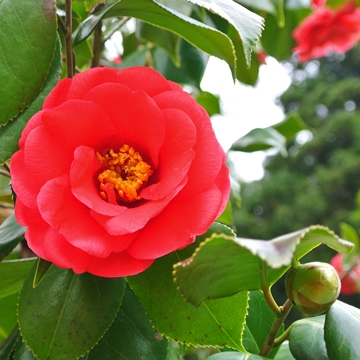 赤の八重咲きは、やっぱり目を惹きます！
