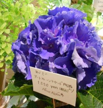 ちょっと珍しい紫陽花