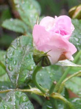 朝からの雨。。。。。ストロベリーアイス♥