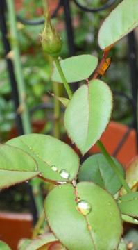 雨上がり・・・・水滴を拾ったヘップバーンの葉、、、チュウレンバチ(｀´）