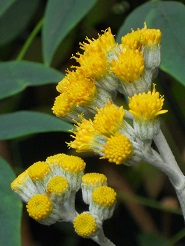 白妙菊の花