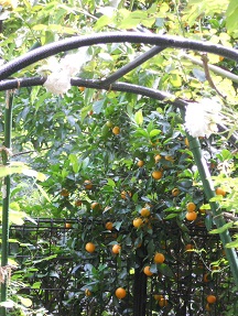 橘の実