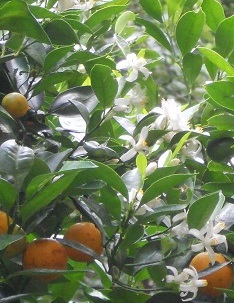 橘の花満開（＾◇＾）