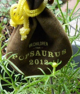2012　Mr.Children　ライブ復興の種：菜の花
