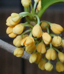 キンモクセイの花。。。。香っています♡