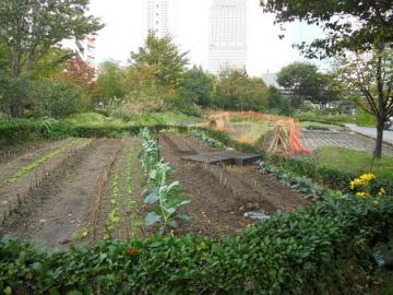 無農薬栽培の畑：100点の野菜作りでなく50～60点を目指します