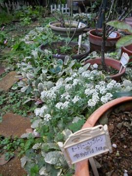 鉢苗の底に穴をあけ地植え