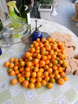 収穫した橘の実