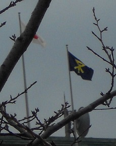 国旗＆大阪マークひるがえる大阪市庁舎：手前ソメイヨシノの芽