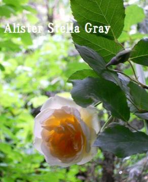 やっぱり今年も一番花♥アリスター・ステラ・グレイ♥