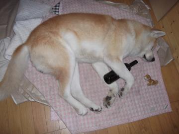 北九州｜庭師の1日｜秋田犬｜ワイン