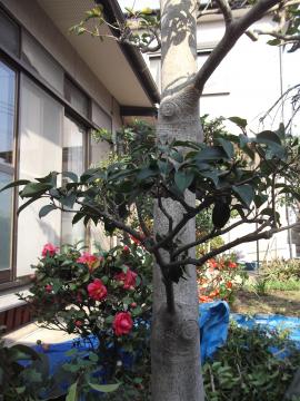 プロの庭師の一日｜北九州市｜モチノキ剪定後の枝