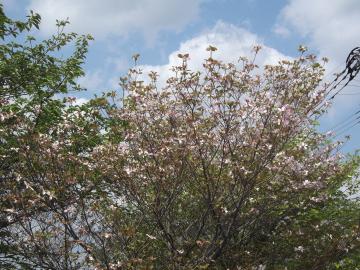 庭師の一日｜北九州市でハナミズキの開花｜山本緑翠園