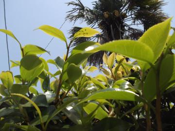 庭師の一日｜北九州市でツバキの消毒アブラムシ｜山本緑翠園