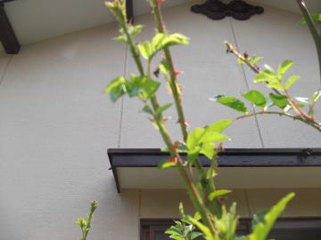 庭師の一日｜北九州市でバラの消毒アブラムシ｜山本緑翠園