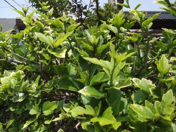 庭師の一日｜北九州市でムクゲの消毒アブラムシ｜山本緑翠園