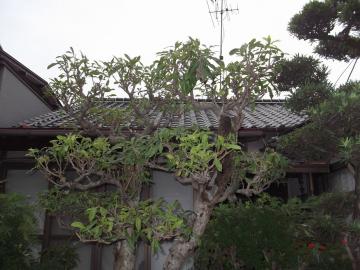 北九州市でヤマモモの透かし剪定　その後｜山本緑翠園
