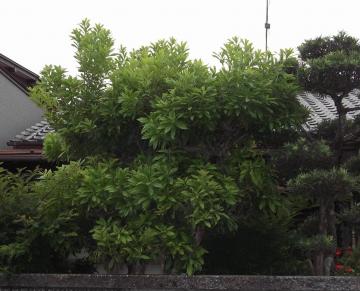 北九州市でヤマモモの透かし剪定前｜山本緑翠園