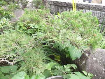 北九州市で黒松の剪定｜下枝の芽切り　｜山本緑翠園