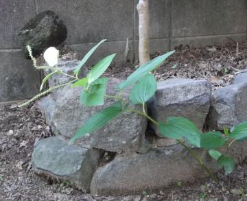 ヨウシュヤマゴボウ｜山本緑翠園｜カマキリ