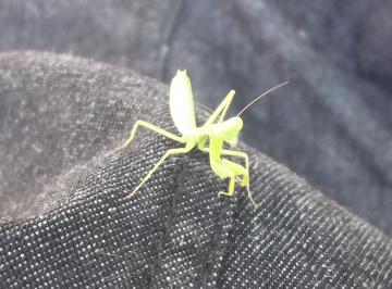 山本緑翠園｜カマキリ