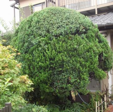 庭師の一日｜庭師の修行中の一級建築士｜カイズカイブキ剪定後