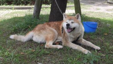 山本緑翠園｜秋田犬｜北九州市