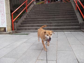 妙見山とエリザベス　サクラ其のニ