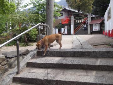 妙見山とエリザベス　サクラ其の三