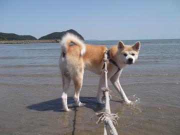 秋田犬｜北九州市門司恒美で海水浴｜山本緑翠園