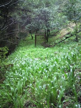 北九州で雑草対策、山本緑翠園55
