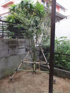 山本緑翠園　北九州市でモミジの植栽工事.jpg