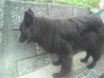 山本緑翠園　世界の犬01ベルジアングローネンダール