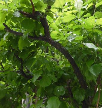 梅の木庭木の消毒　北九州市　山本緑翠園