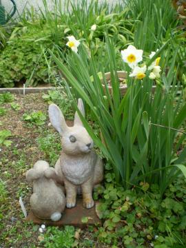 ウサギと水仙