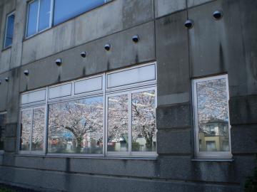 窓に映る桜