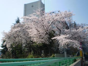 鶯谷駅の桜