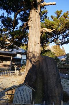 樹齢８００年の大杉