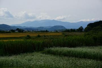蔵王連峰と蕎麦畑