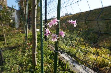 リクニス ペチットジェニー