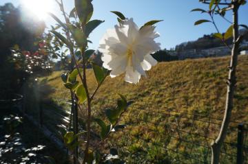 サザンカ朝倉