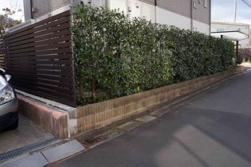 レッドロビン生垣
